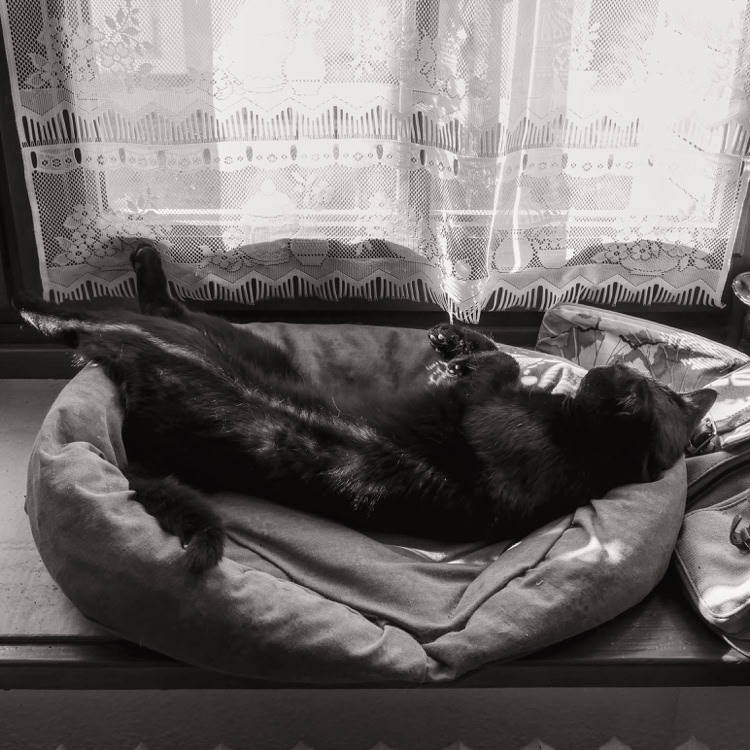 Bisbille having a nap