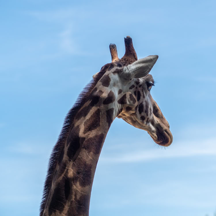 Gros plan d'une girafe avec un ciel bleu en arrière-plan.