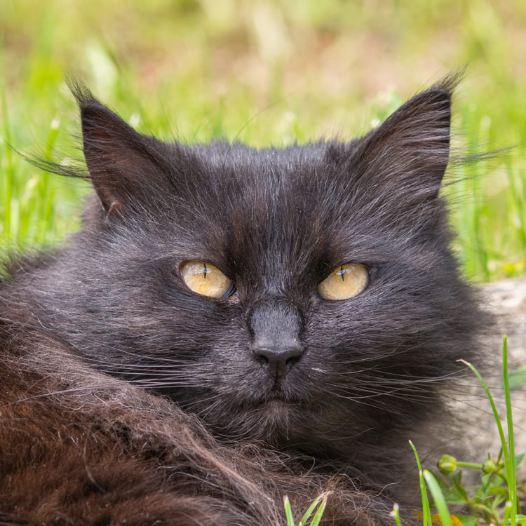 La chatte Myrtille